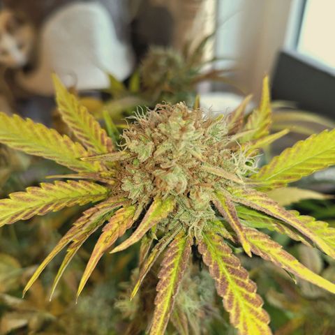 Hella Jelly #1 growlog timeline photo