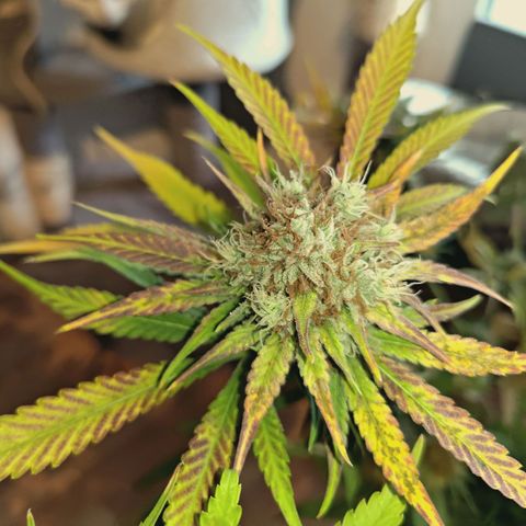 Hella Jelly #1 growlog timeline photo