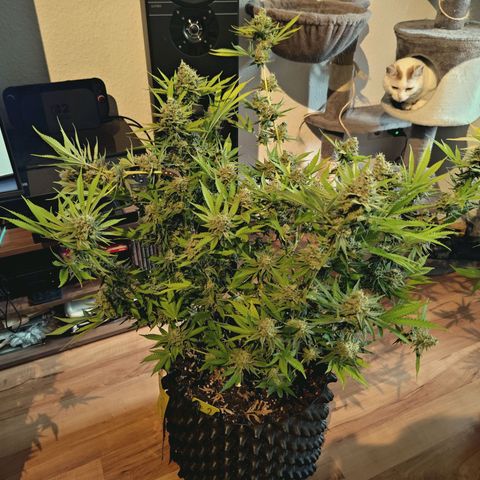 Hella Jelly #1 growlog timeline photo