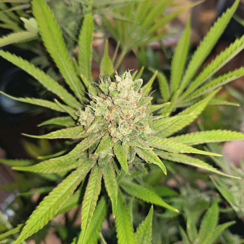 Hella Jelly #1 growlog timeline photo