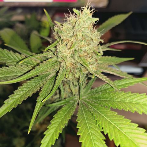 Hella Jelly #1 growlog timeline photo