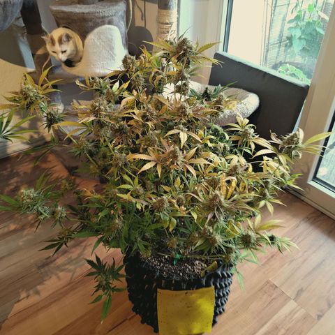 Hella Jelly #1 growlog timeline photo