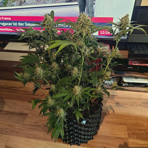 Hella Jelly #1 growlog timeline photo