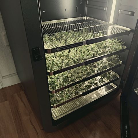 Hella Jelly #1 growlog timeline photo