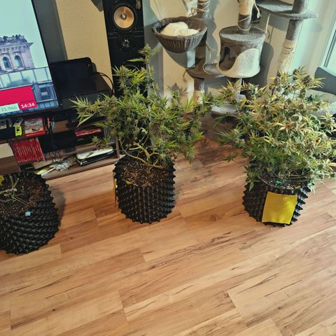 Hella Jelly #1 growlog timeline photo