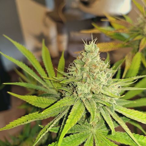 Hella Jelly #1 growlog timeline photo