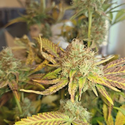 Hella Jelly #1 growlog timeline photo