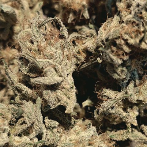 Hella Jelly #1 growlog timeline photo