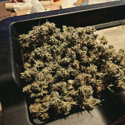 Hella Jelly #1 growlog timeline photo
