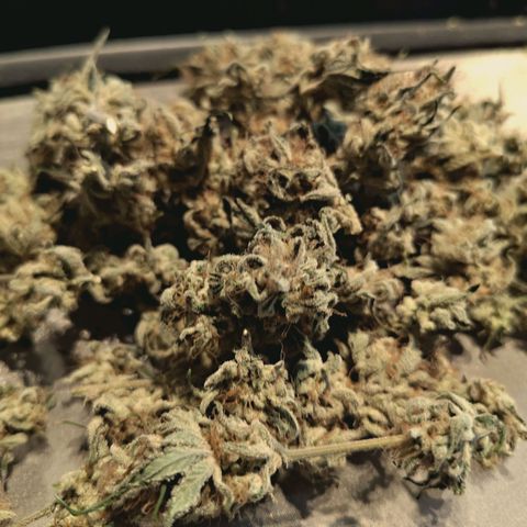 Hella Jelly #1 growlog timeline photo