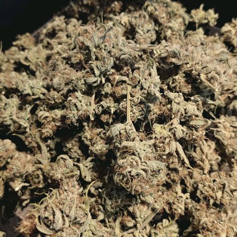 Hella Jelly #1 growlog timeline photo