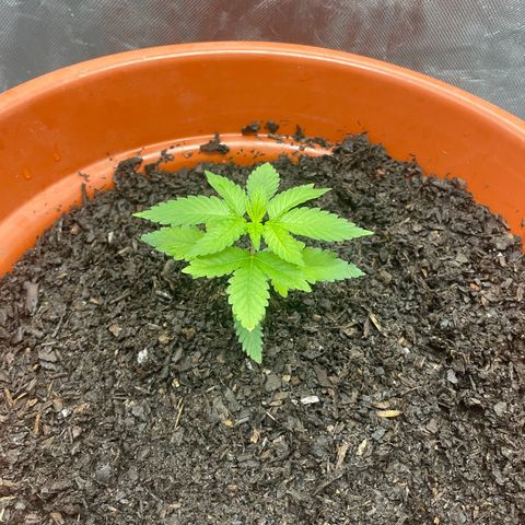 Blue Cheese growlog timeline photo