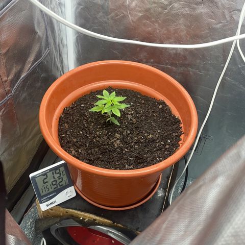Blue Cheese growlog timeline photo