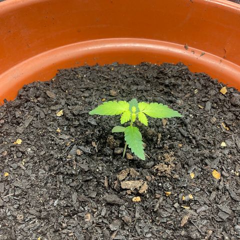 Blue Cheese growlog timeline photo
