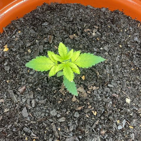 Blue Cheese growlog timeline photo