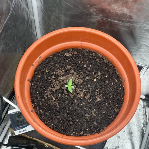 Blue Cheese growlog timeline photo