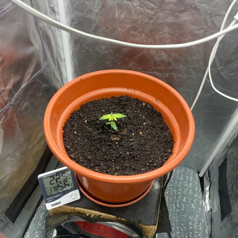 Blue Cheese growlog timeline photo