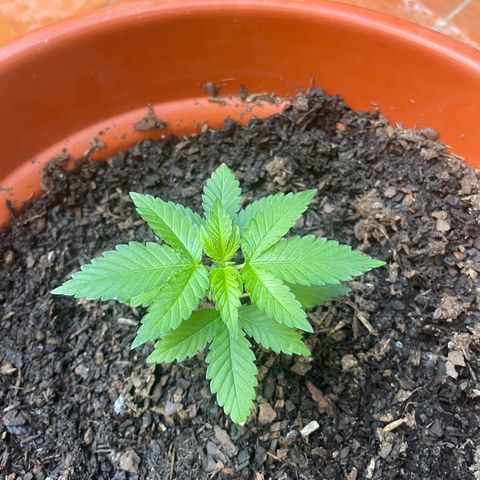 Blue Cheese growlog timeline photo