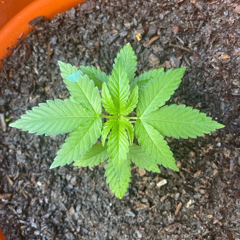 Blue Cheese growlog timeline photo