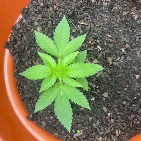 Blue Cheese growlog timeline photo