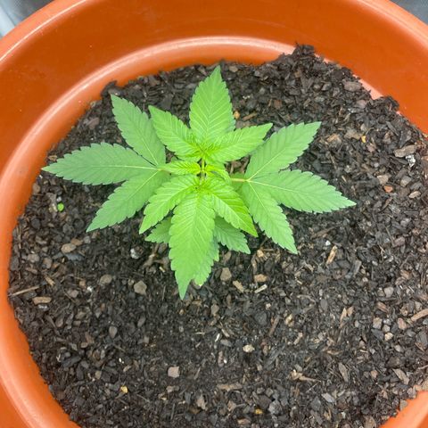 Blue Cheese growlog timeline photo