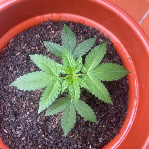 Blue Cheese growlog timeline photo