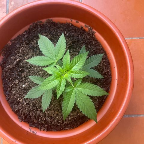 Blue Cheese growlog timeline photo
