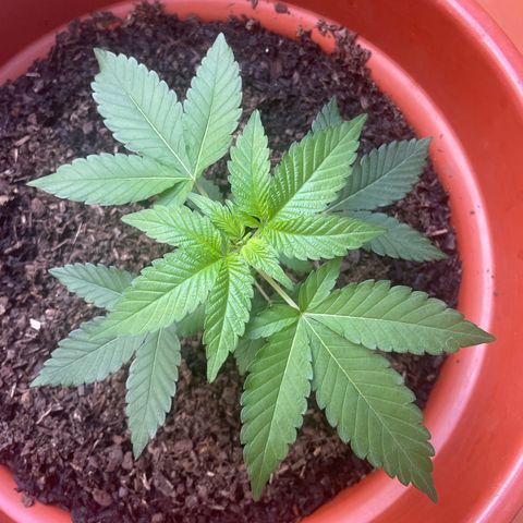 Blue Cheese growlog timeline photo