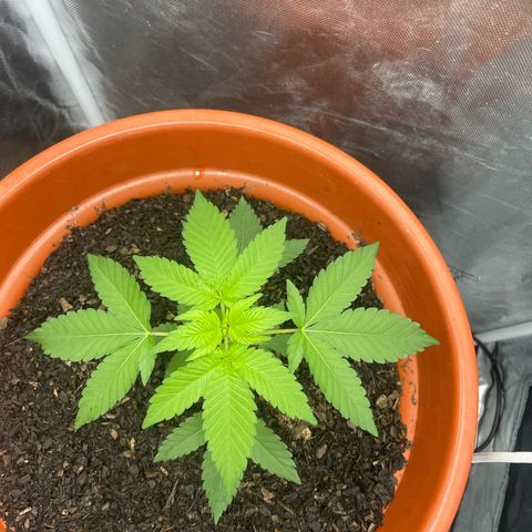 Blue Cheese growlog timeline photo