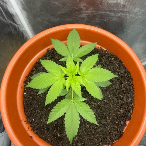 Blue Cheese growlog timeline photo