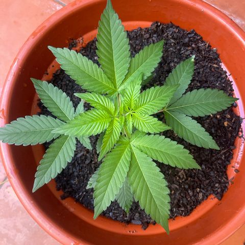 Blue Cheese growlog photo: Notei uma mancha branca em uma das folhas 