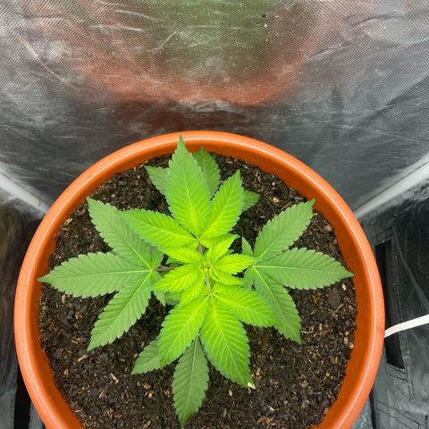 Blue Cheese growlog timeline photo