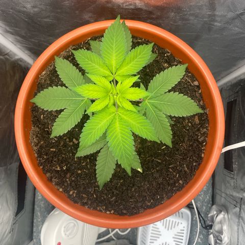 Blue Cheese growlog timeline photo