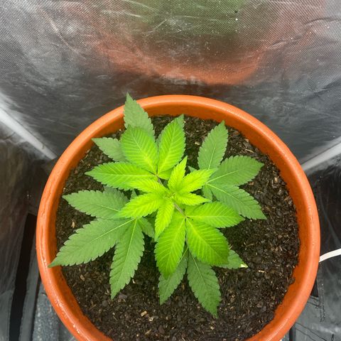 Blue Cheese growlog timeline photo