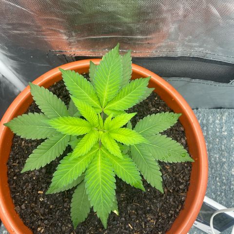 Blue Cheese growlog timeline photo