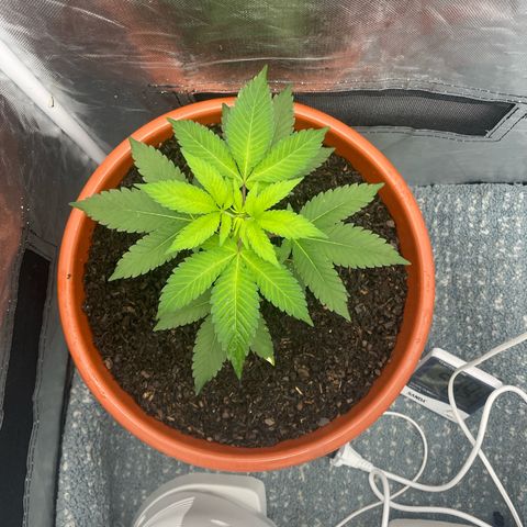 Blue Cheese growlog timeline photo