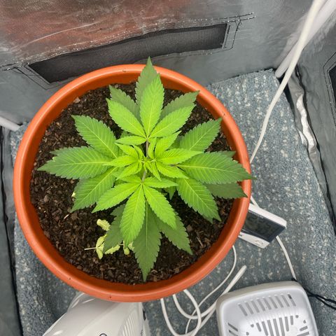 Blue Cheese growlog timeline photo