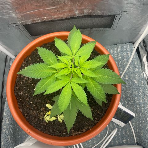 Blue Cheese growlog timeline photo