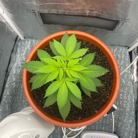 Blue Cheese growlog timeline photo