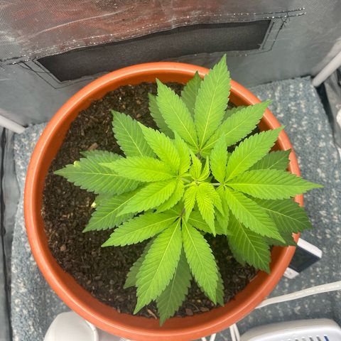 Blue Cheese growlog timeline photo