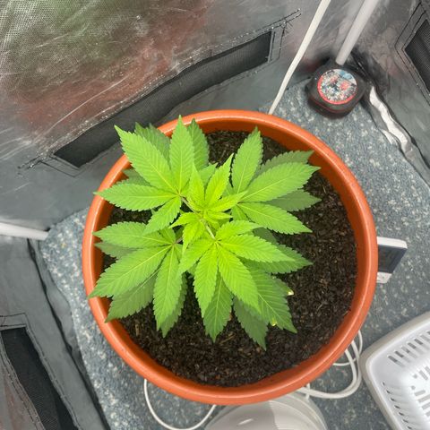 Blue Cheese growlog timeline photo