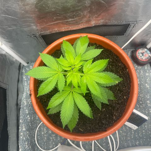 Blue Cheese growlog timeline photo