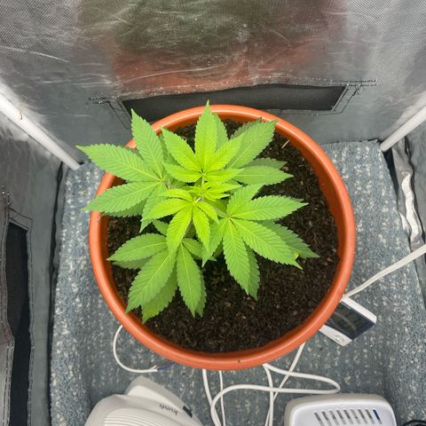 Blue Cheese growlog timeline photo
