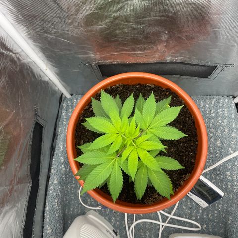 Blue Cheese growlog timeline photo