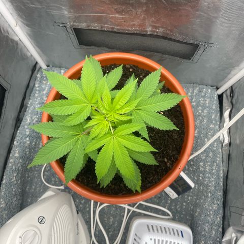 Blue Cheese growlog timeline photo