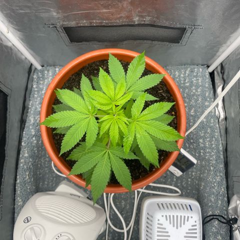Blue Cheese growlog timeline photo