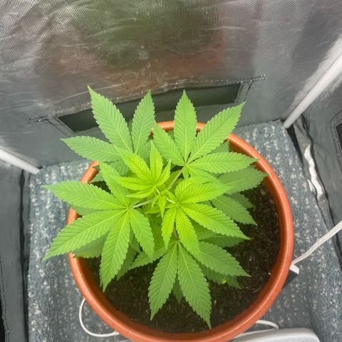 Blue Cheese growlog timeline photo