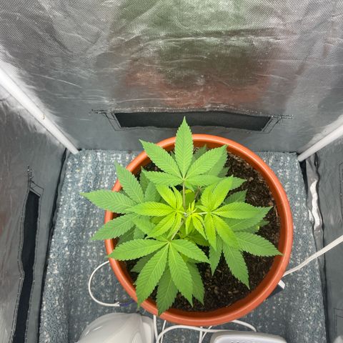 Blue Cheese growlog timeline photo