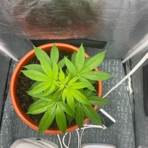 Blue Cheese growlog timeline photo