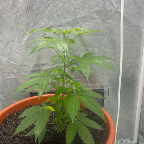 Blue Cheese growlog timeline photo